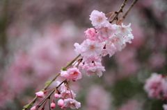 雨中の枝垂れ桜