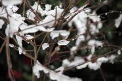 雪雫