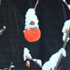 雪降るの中の柿