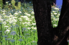 ニラの花園