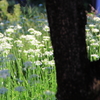 ニラの花園