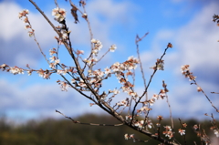 冬の四季桜