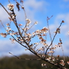 冬の四季桜