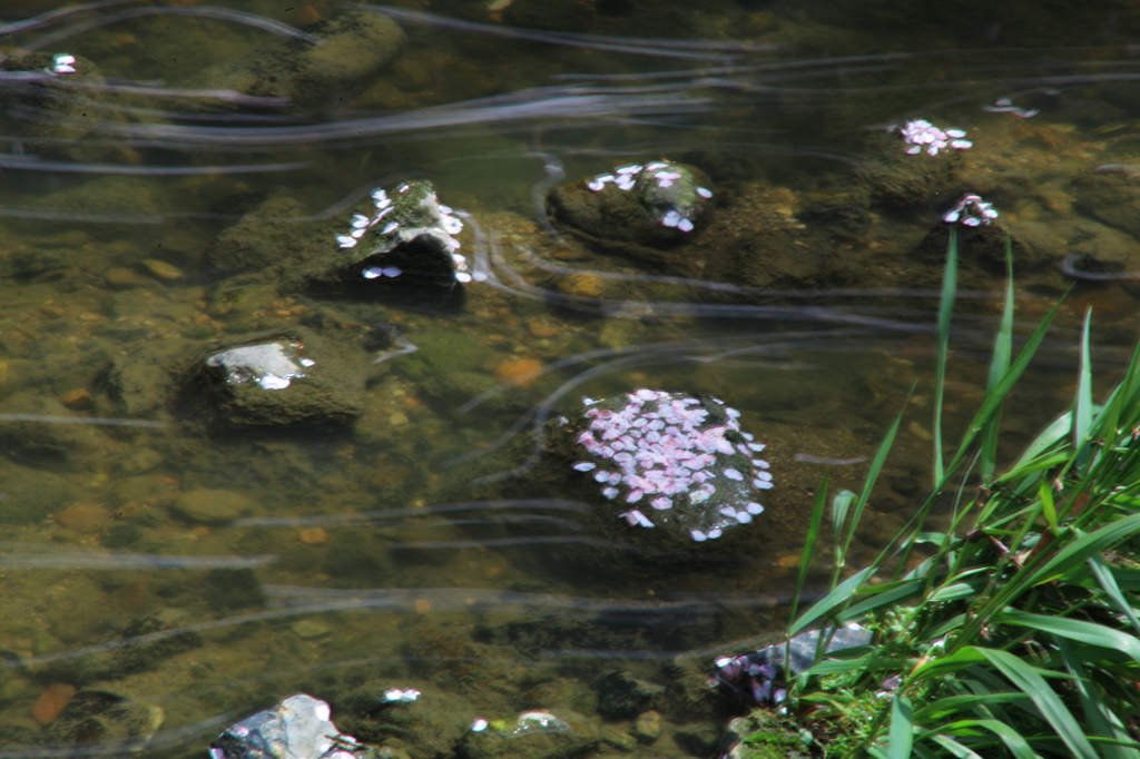 花筏、水に潜る