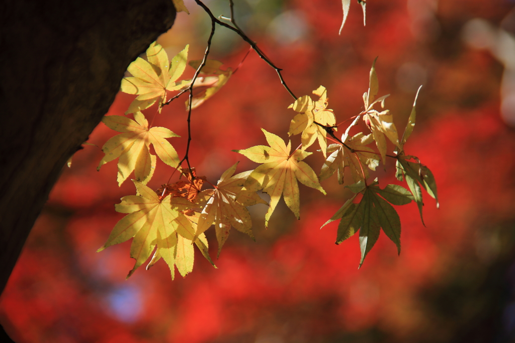 燃える紅葉
