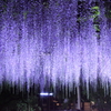 江南藤まつり１１