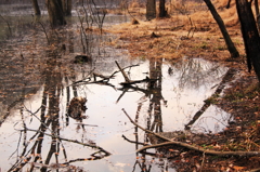 朽ちた森と池
