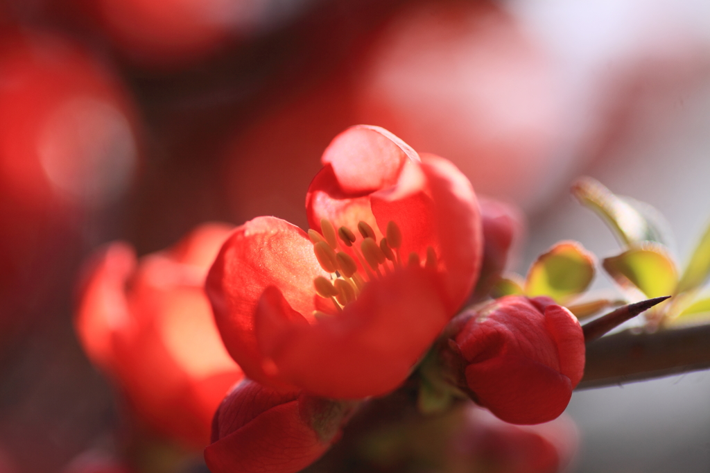 木瓜の花