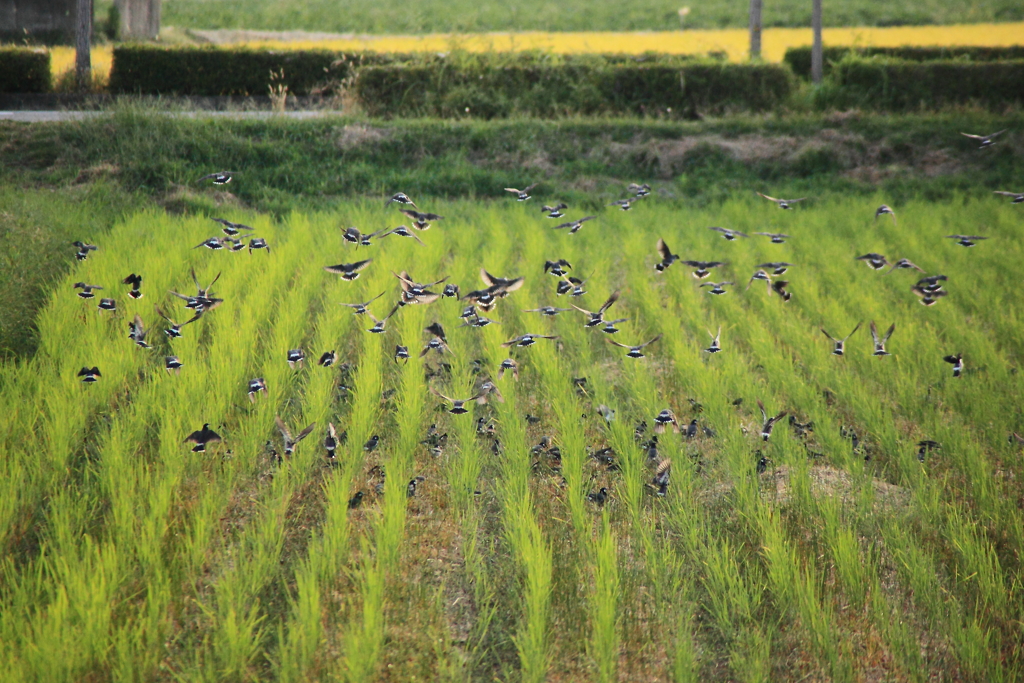 椋鳥たちの落穂拾い