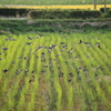 椋鳥たちの落穂拾い