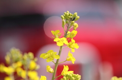 カラフルな菜の花