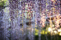 夕陽差し込む花簾