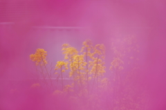 桜も良いけど～～