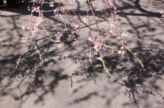 光前寺の枝垂れ桜と影絵
