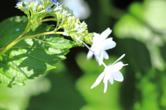 墨田の花火