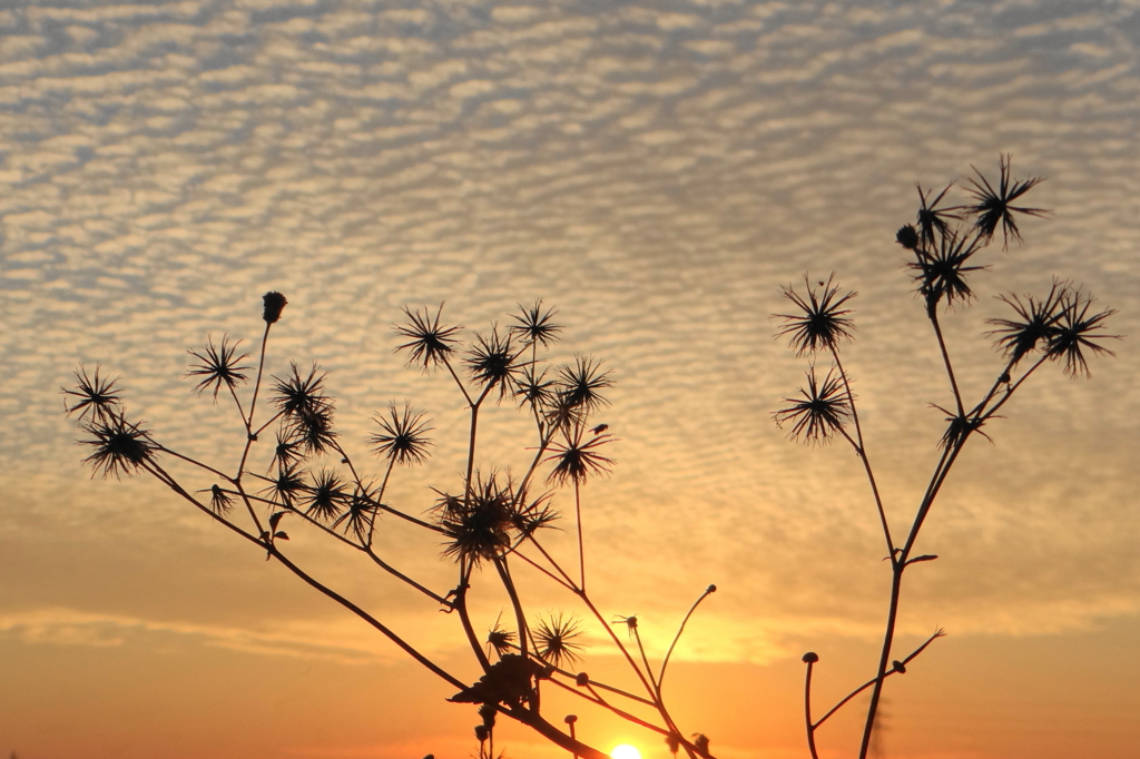 野草と夕暮れ