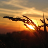 2番穂と夕陽