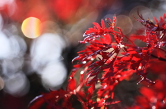 我が家の紅葉