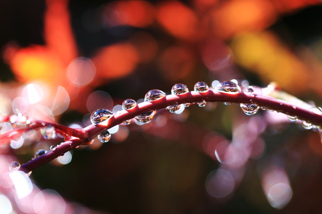 雨後の贈り物