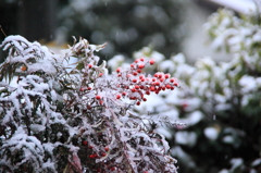 南天の雪化粧