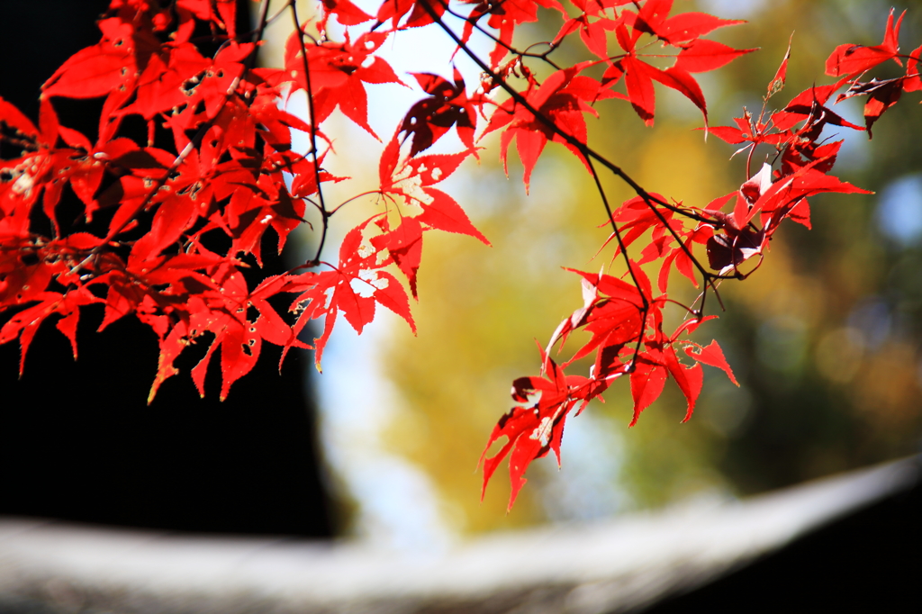 紅葉