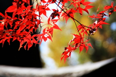 紅葉