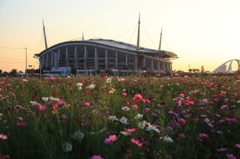 秋桜と豊田スタジアム