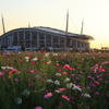 秋桜と豊田スタジアム