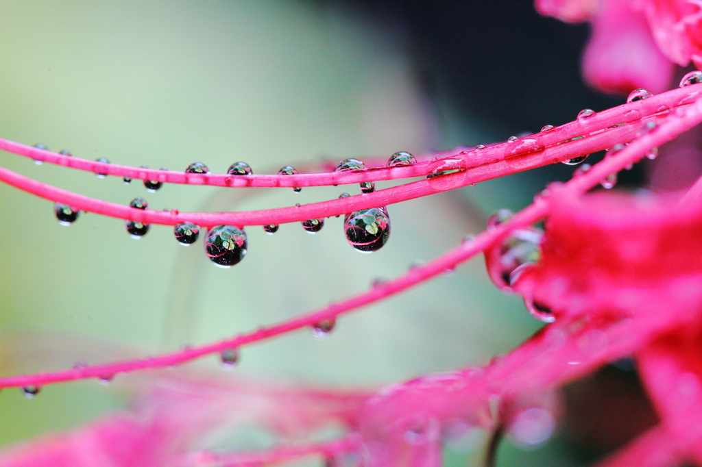 彼岸花の雫３