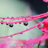 彼岸花の雫３