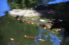 池の落葉