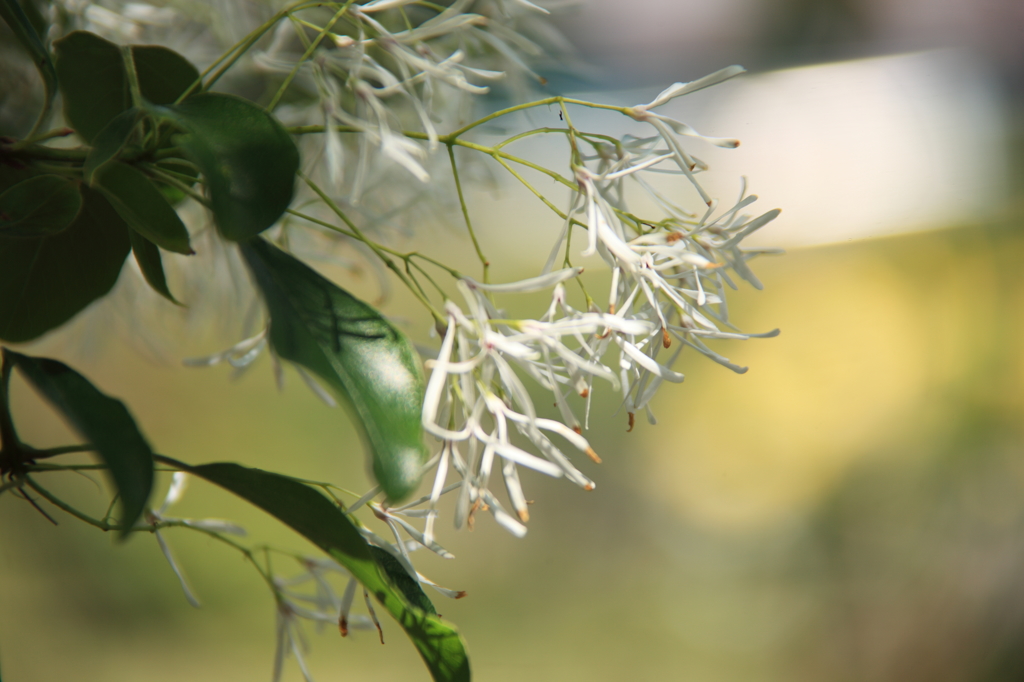 なんじゃもんじゃの花