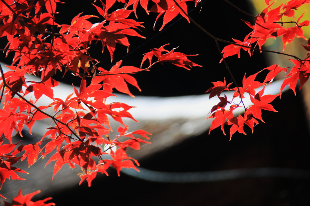 紅葉