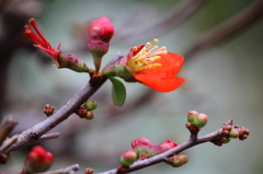 木瓜の花