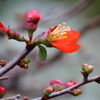 木瓜の花