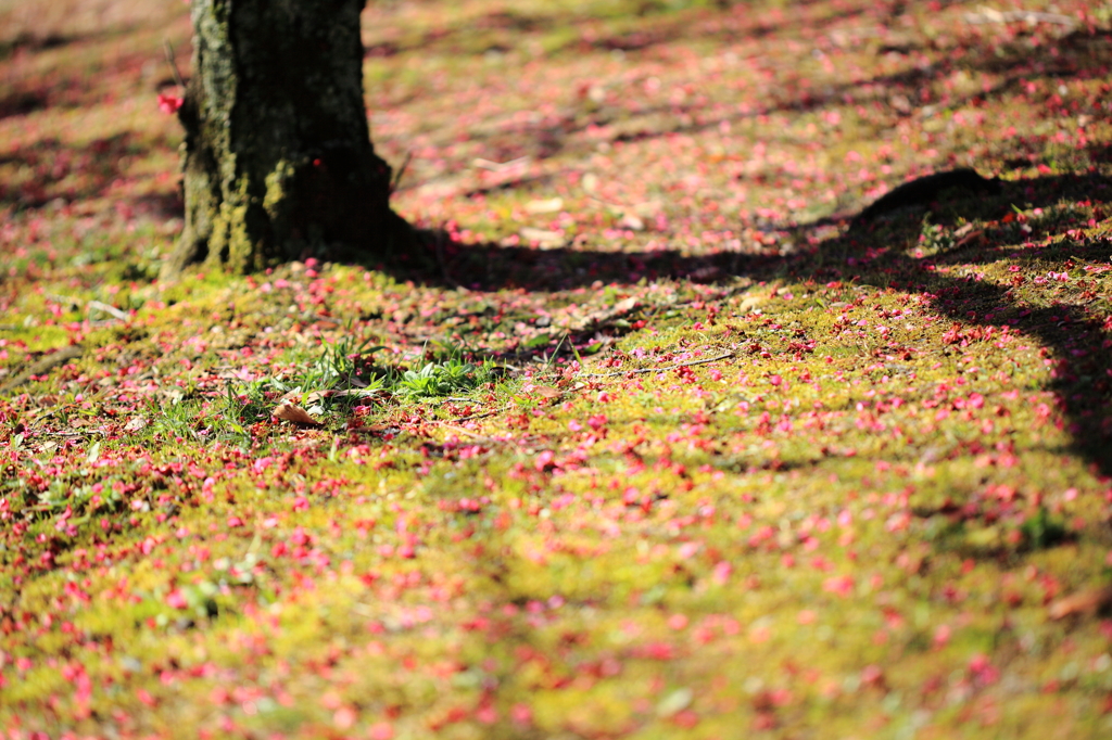 紅梅の残像