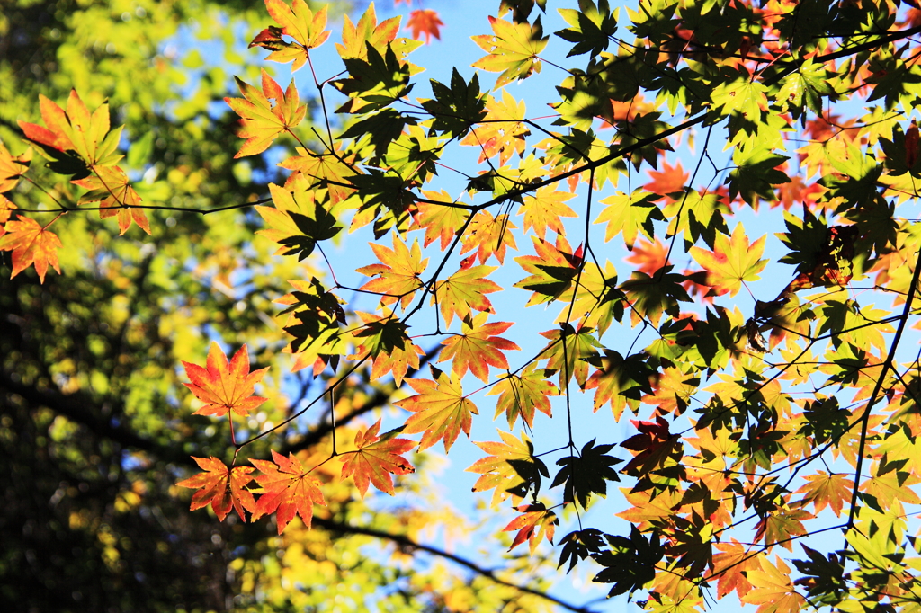 爽やかな紅葉
