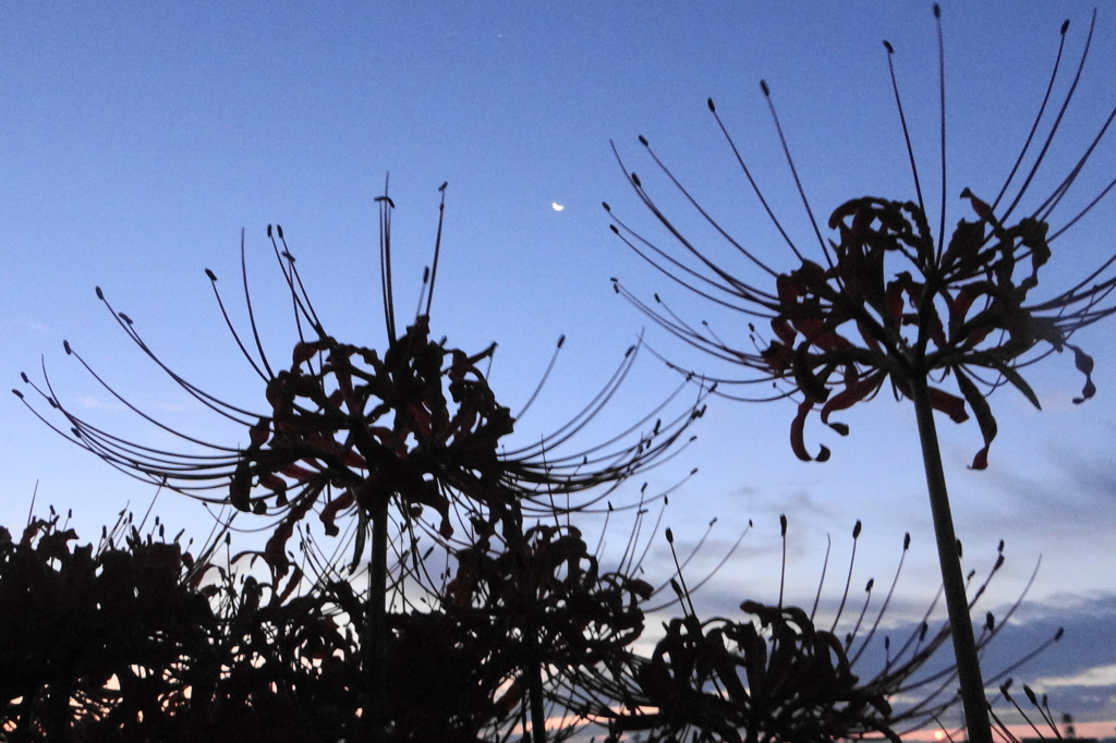 夜明け前の曼珠沙華