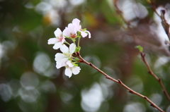 四季桜開花