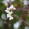 四季桜開花
