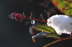 南天の雪雫