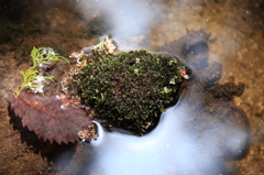 水苔のブローチ