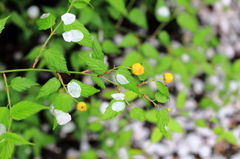 山吹の花かんざし