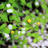 山吹の花かんざし
