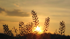 夕陽と雑草