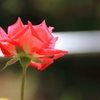 紅白