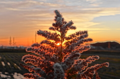 夕陽と野草６