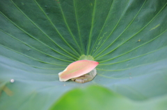 花は散りても～～