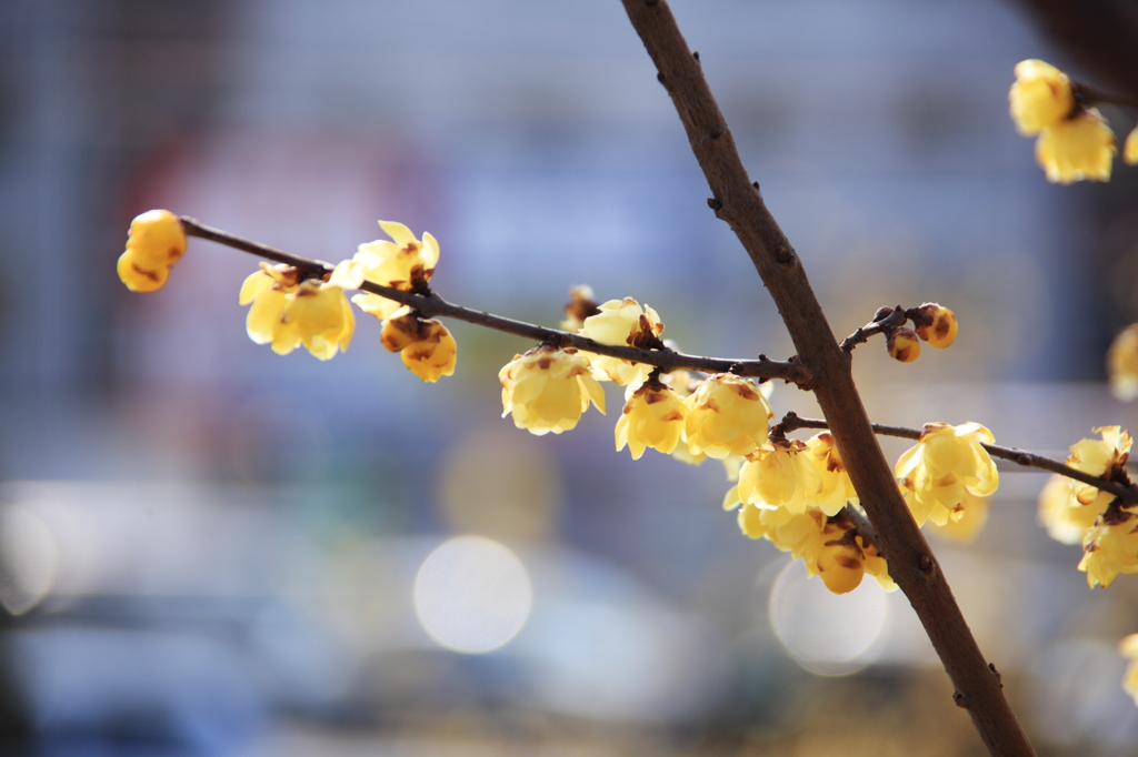 春を告げる花