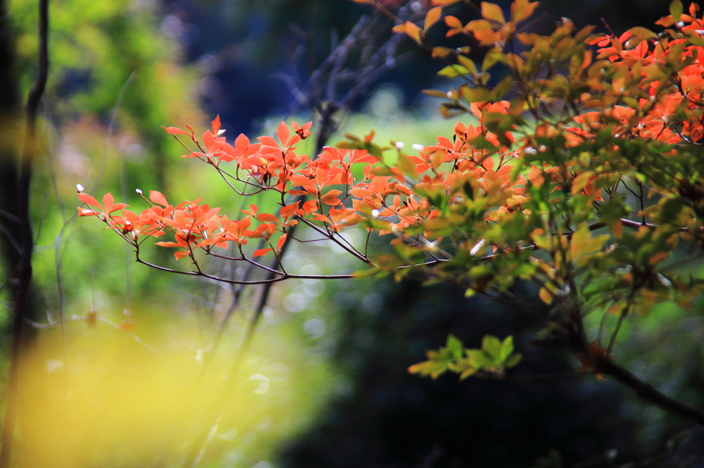 ドウダンツツジの紅葉